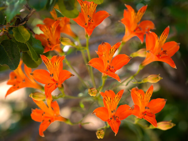 An endemic wildflower of central Chile, admired for its vibrant pink and white flowers that color the Andean foothills each spring.