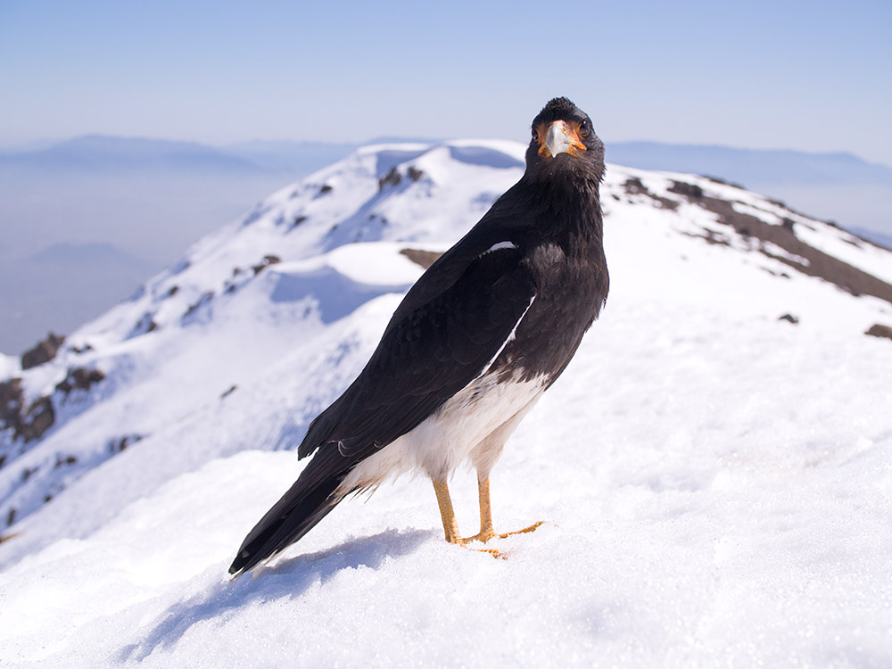 A friendly mountain caracara was waiting for us at the top. He skilfully stole one of our sandwiches, though.