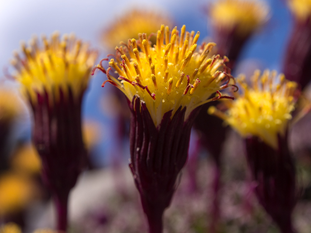 Chachacoma o Senecio - Flowers of the Andes Mountains