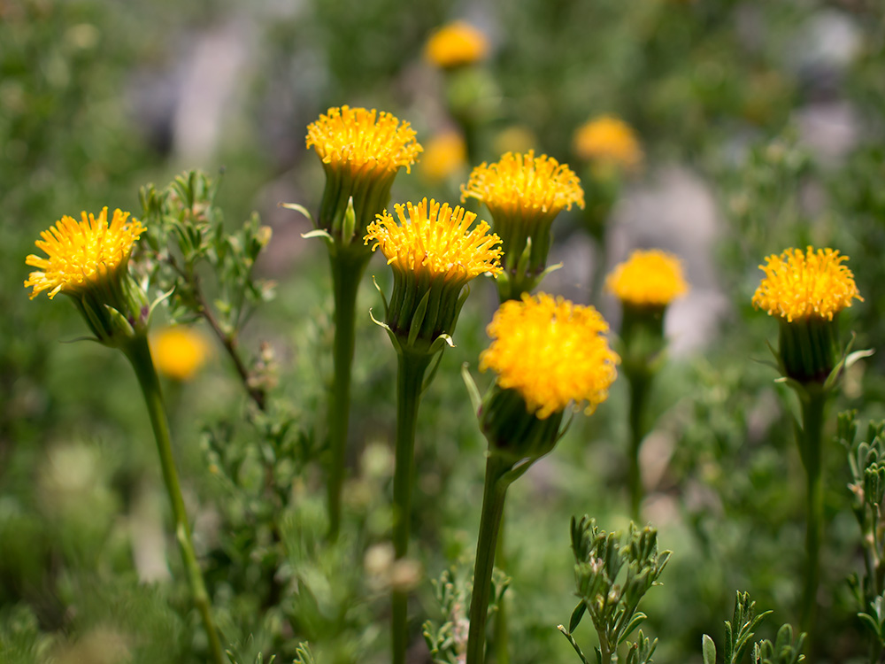 Senecio - Flowers from the Andes Mountains