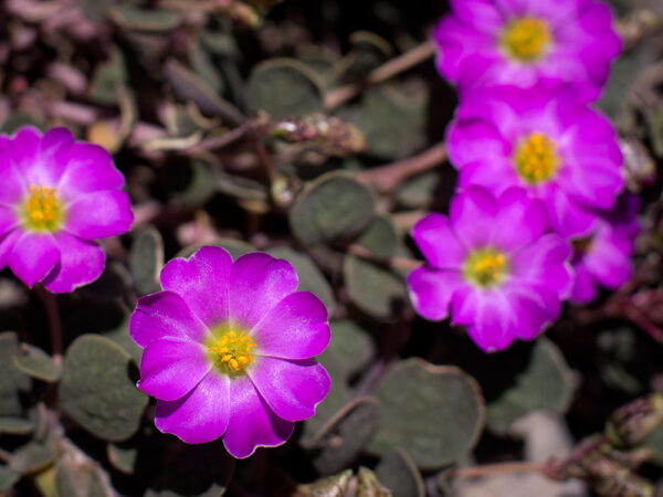 Lengüilla - Chilean wild flowers