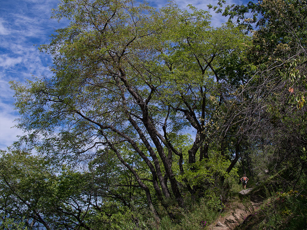 A wonderful south facing oak tree accompanies Trinidad in her path towards the Olmué commune.