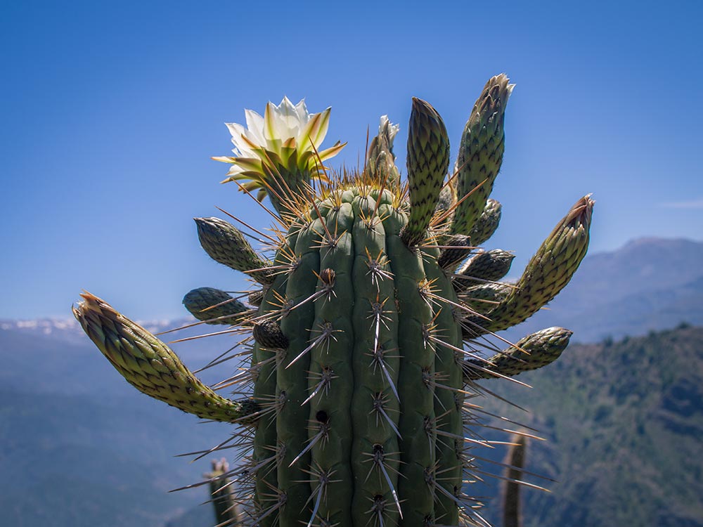 Quisco cactus, Echinopsis chiloensis