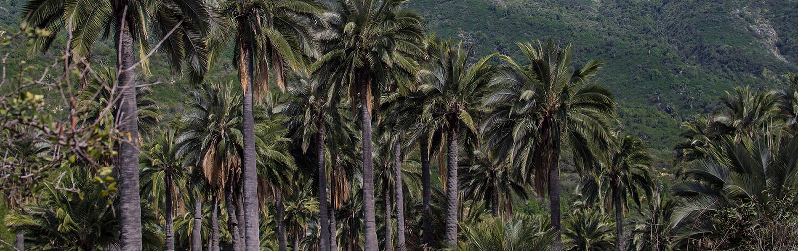 Darwin's Route - Hiking tour near Santiago Chile.