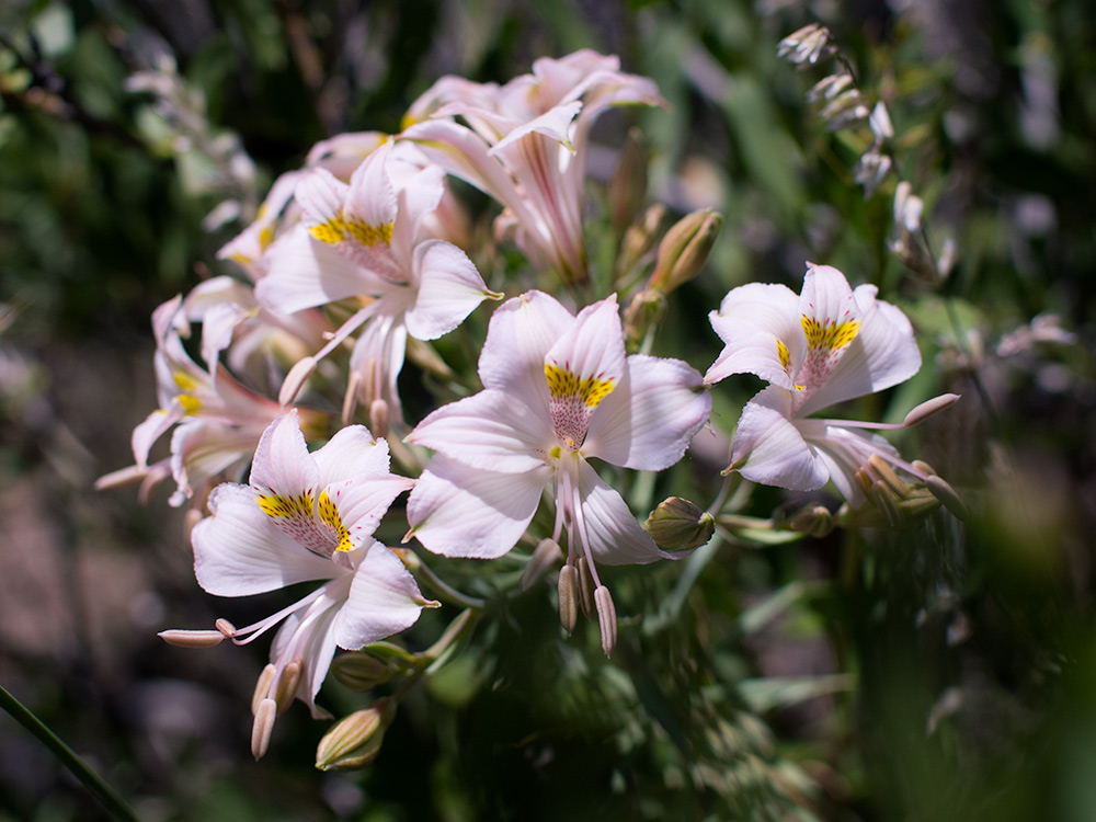 Inca Lily - White Alstroemeria
