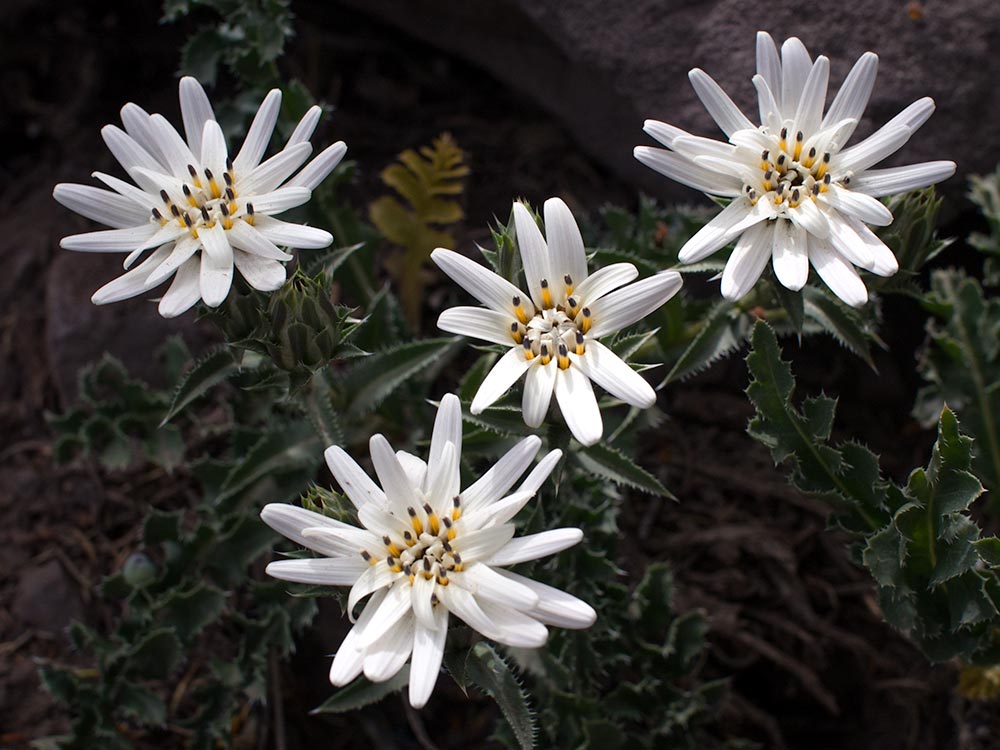White star form the mountains - Perezia carthamoides