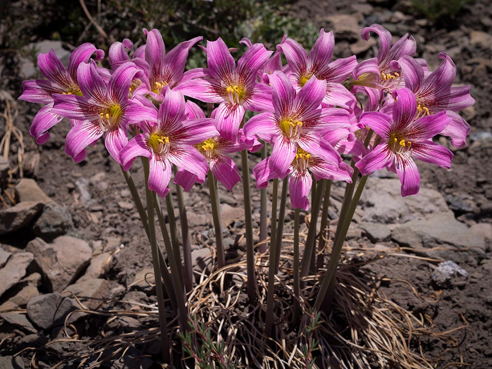 Añañuca o Rhodophiala rhodolirion - Flowers from central chile