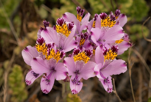 Mariposa del campo - Alstroemeria pulchra