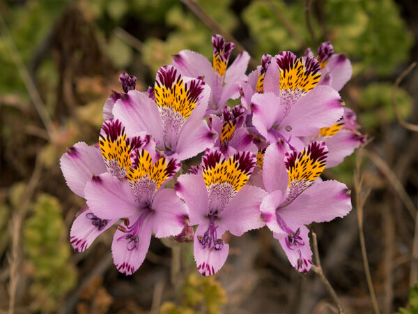 Mariposa del campo - Alstroemeria pulchra