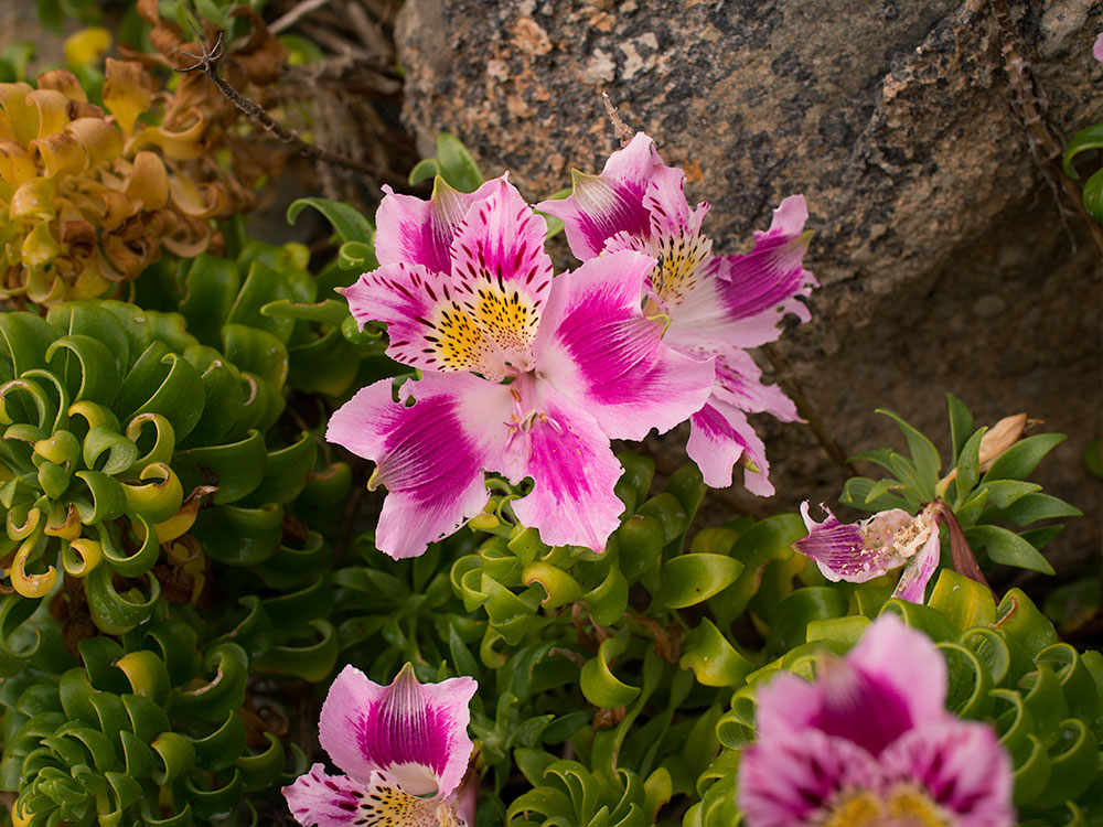 Butterfly of Los Molles (Alstroemeria pelegrina) - Flowers from Central Chile