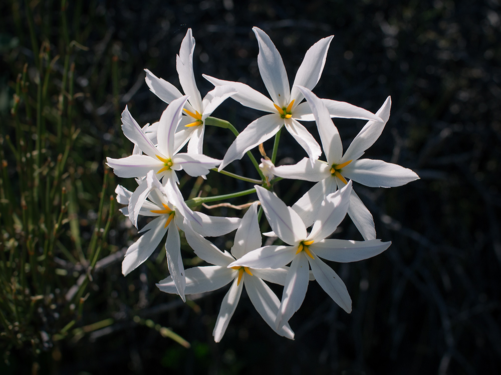 This variety of Leucocoryne ixioides, another type of 'huilli', has six white petals with a subtle purple line across them. The foliage of all species of Leucocoryne is long and narrow and has an onion-like scent.