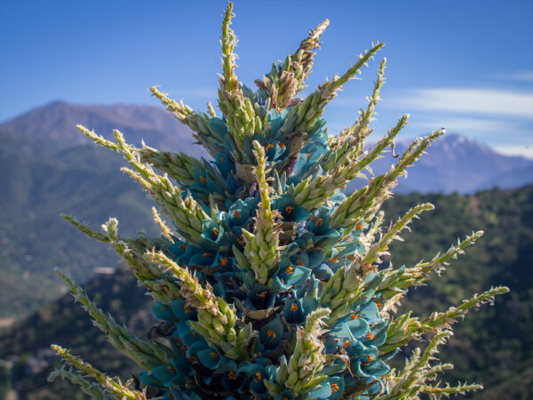 Chagual azul, Puya berteroniana - Flores de la zona central de Chile