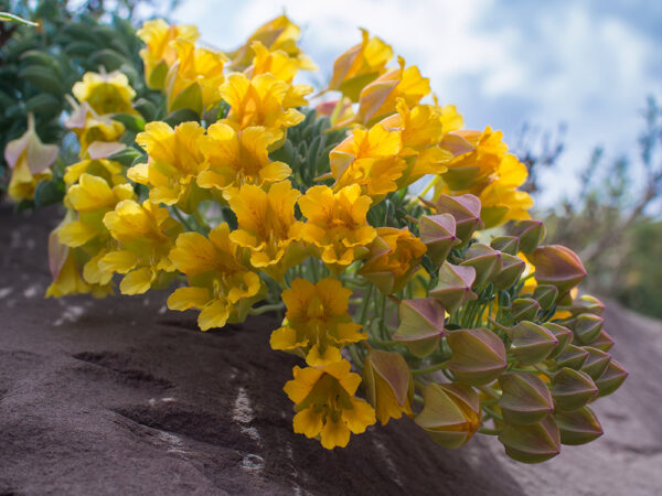 Soldadito grande de la montaña o Tropaeolum polyphyllum - Flores de la Cordillera de los Andes