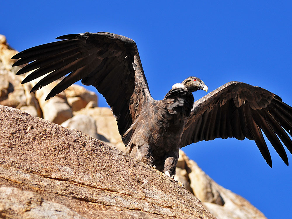 Condor - Photo by Martín Espinosa Molina