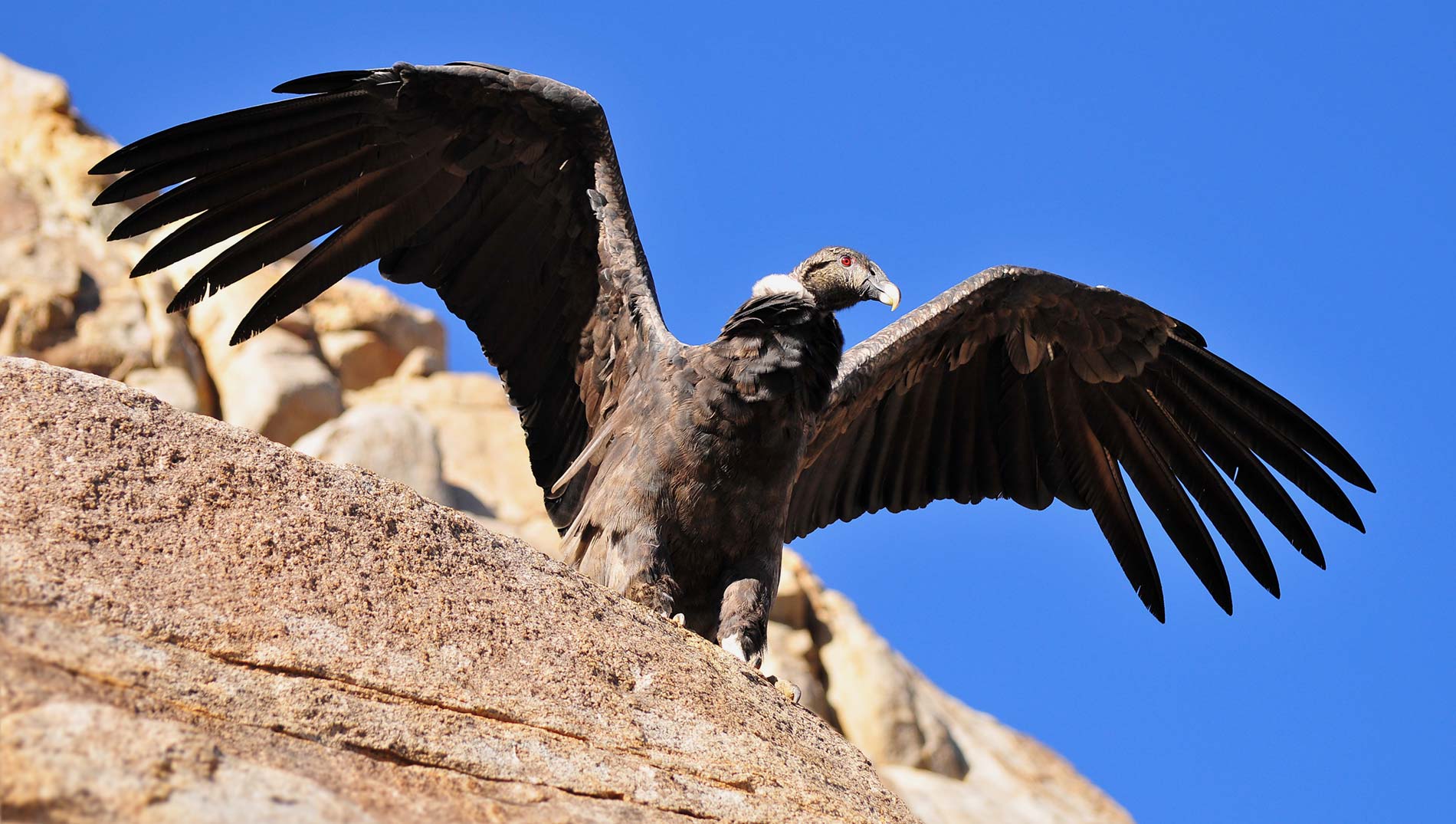 The condor of Las Arenas Valley