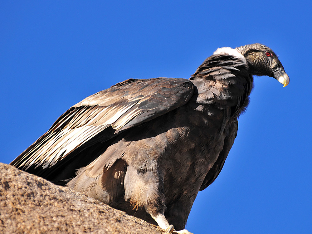 Condor or Vultur Gryphus - Photo by Martín Espinosa Molina