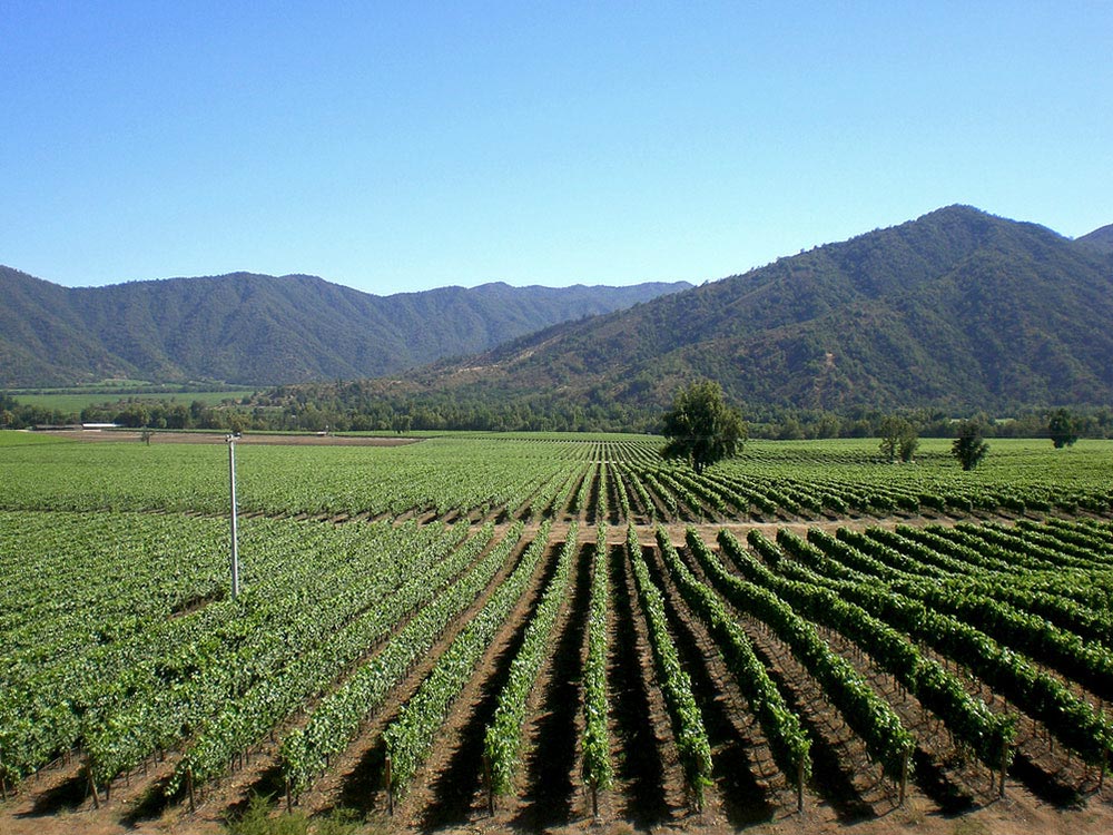 This is Chile's most productive and internationally known wine region, due to its Mediterranean climate and proximity to Santiago.