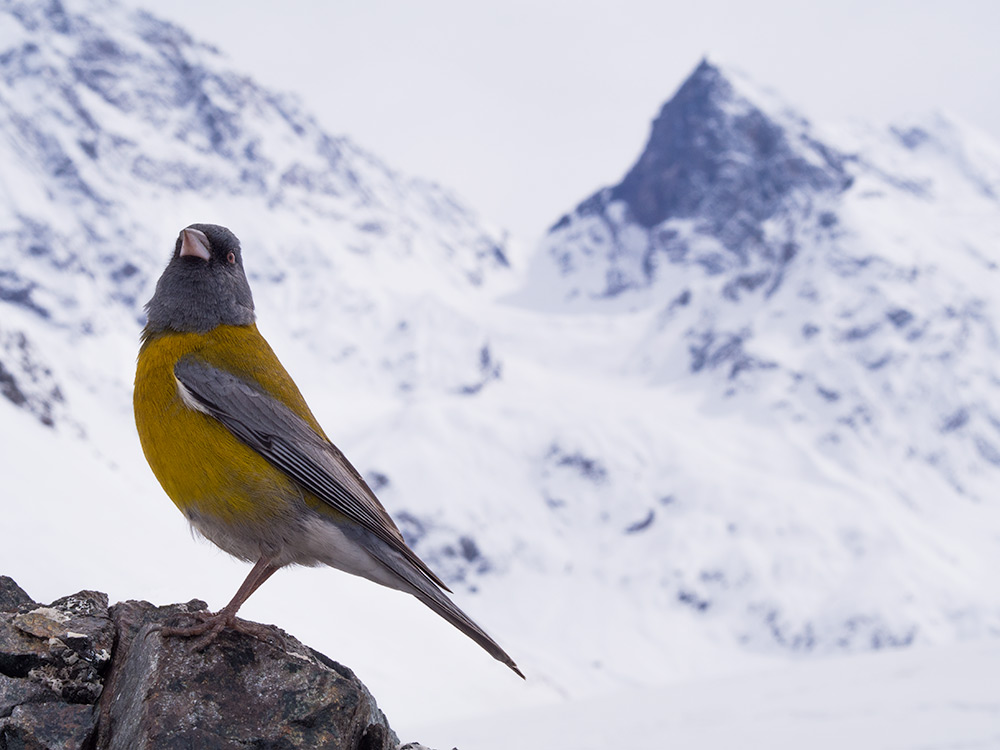 Sierra finch of around 15cm (6in) posing in front of Mount El Morado. They can commonly be seen in the mountains (Phrygilus gayi)