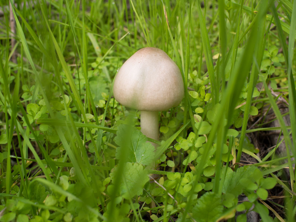 fungi-la-campana-4