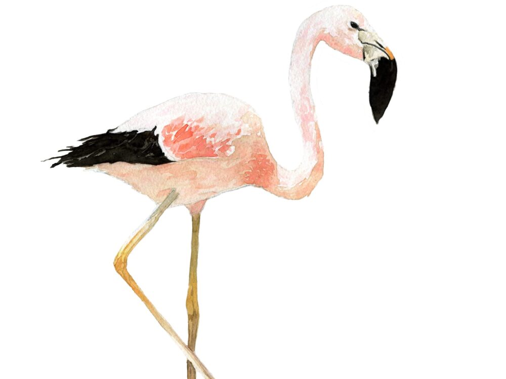 There are 6 species of flamingos in the world, 3 of them are found in Chile. This Parina Grande, like the Parina Chica, share the Andean highland territory also of Bolivia, Peru and Argentina