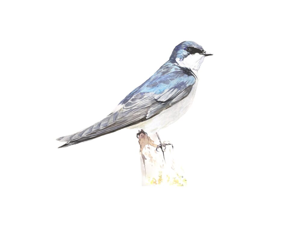The chilean swalow (golondrina chilena) is quite common in its distribution that covers a large part of the Chilean territory, living both in sparsely populated areas and in towns and cities, where it feels very comfortable nesting in the roofs of houses and holes in walls.