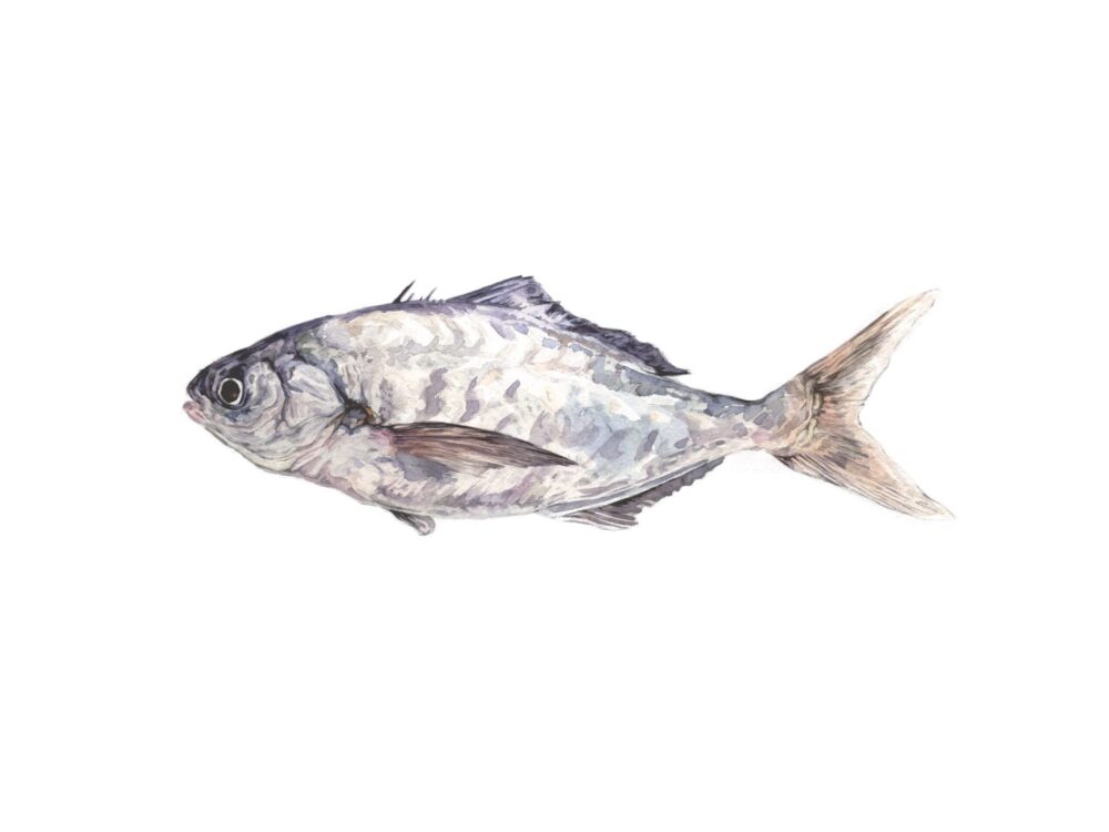 Well known as hatchet fish (reineta) is a sub-Antarctic pelagic specie, endemic to the southeastern Pacific in Chilean waters. It has a high local demand due to the gastronomic characteristics of its meat and its relatively low price.