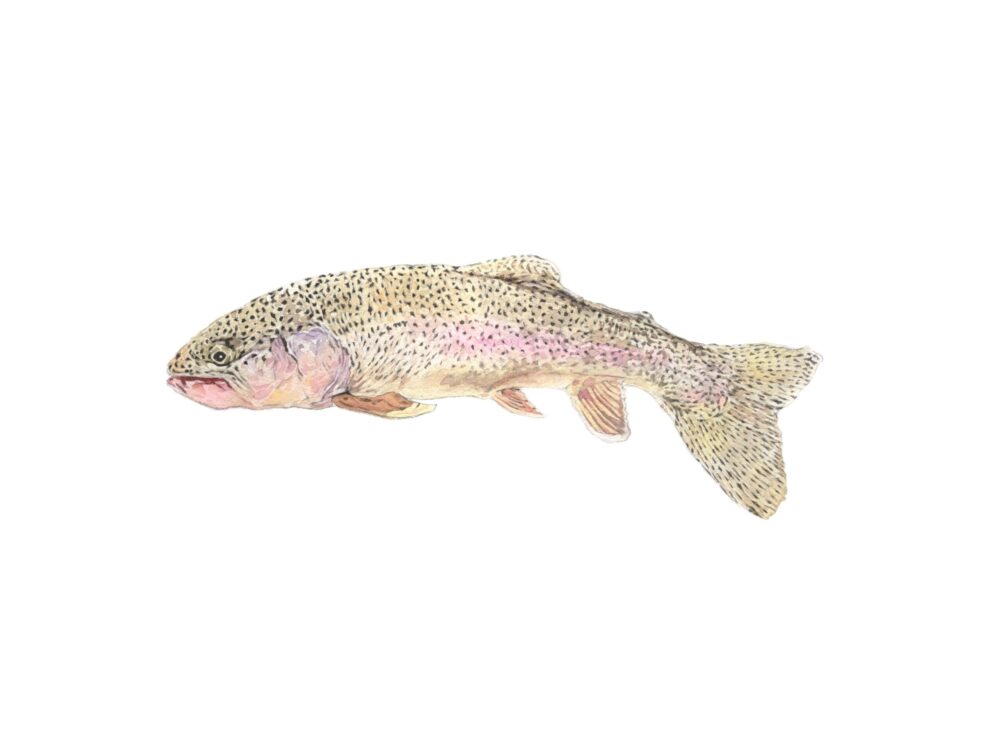 The Oncorhynchus mykiss, or rainbow fish is the only specie of my watercolor colection which is not native from Chile. Anyway I decide to share this multicolor beauty