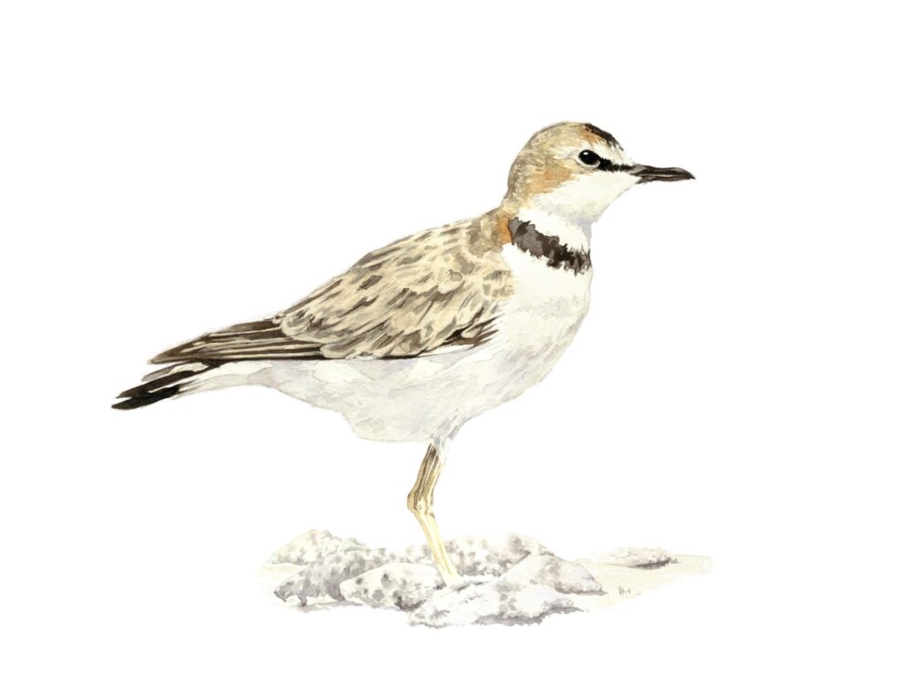 The collared Plover is an small and unusual bird that inhabits beaches, coastal lagoons and lake shores of central and southern Chile