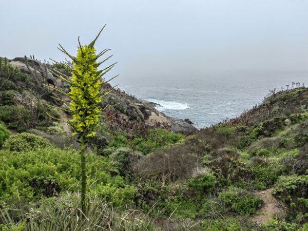 Its striking yellow flower can rise over two meters, lighting up Chile’s coastal hillsides.