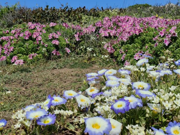 A vibrant coastal bloom in Los Molles Biopark, with lilac Nolana paradoxa and the pink “Mariposa de Los Molles” (Alstroemeria pelegrina).