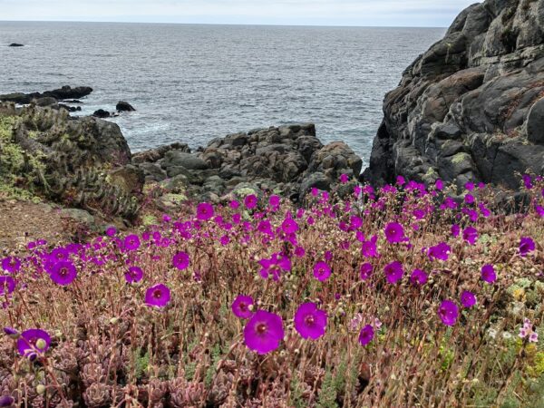 Species like the “pata de guanaco,” with its bright magenta blooms, create striking contrasts against the dark coastal rocks and the deep blue of the Pacific Ocean.