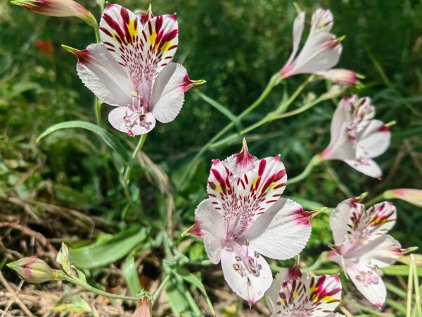 A colorful lily native to central Chile displays vibrant patterns and colors, brightening the landscapes of La Campana National Park