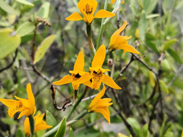 A striking yellow orchid native to central Chile, blooming in spring and early summer, and a symbol of the region’s rich floral diversity.