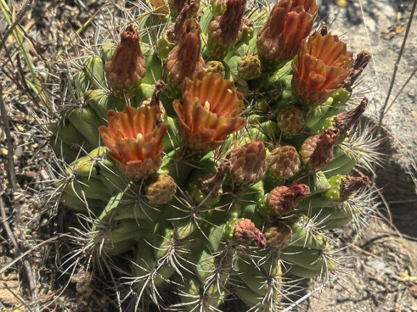 An endemic cactus of central Chile, found around La Campana National Park. In spring it produces striking flowers that stand out against the arid landscape.