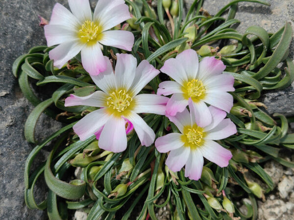 An endemic wildflower of Chile’s high Andes, standing out with its pink-tipped petals and bright yellow center among rocky slopes.